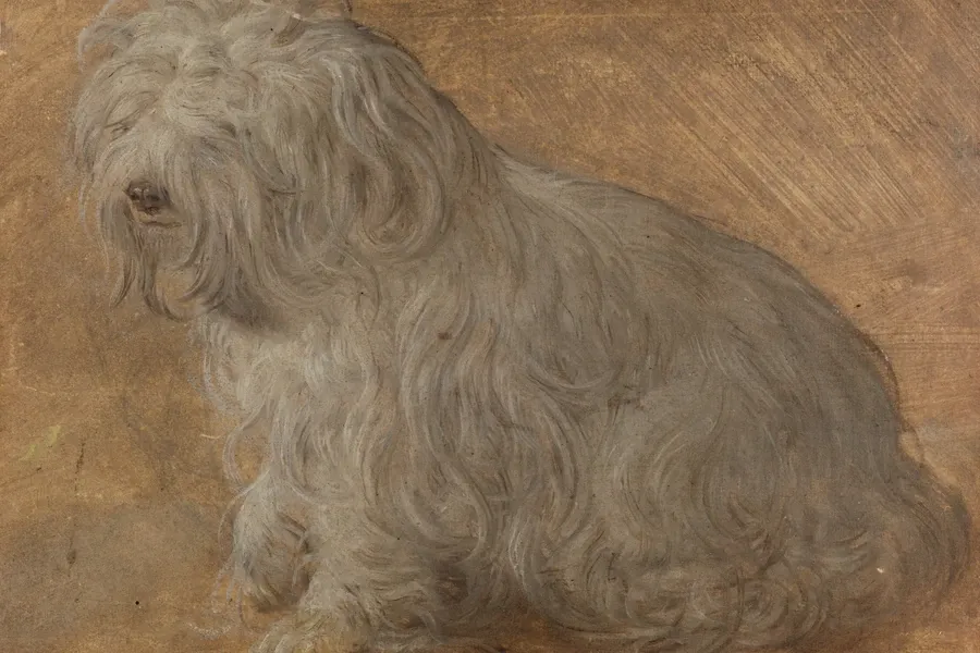 Maltese history, a small long-coated lap dog painted in the 1570s, attributed to Titian