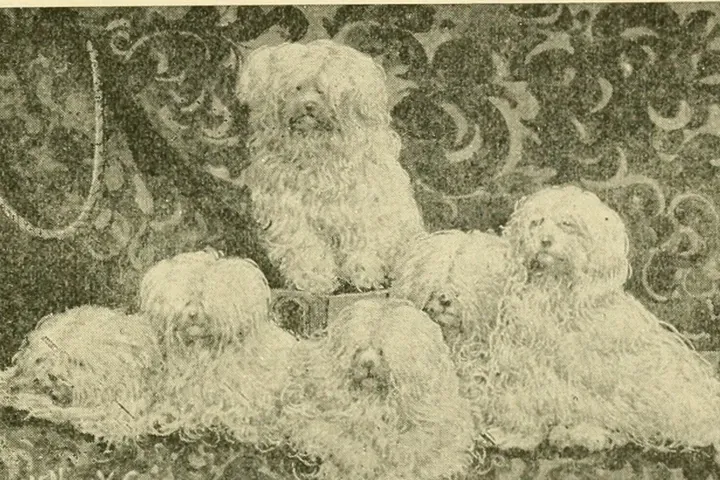 Maltese history, a print of prize-winning long-coated dogs posed together, 1891