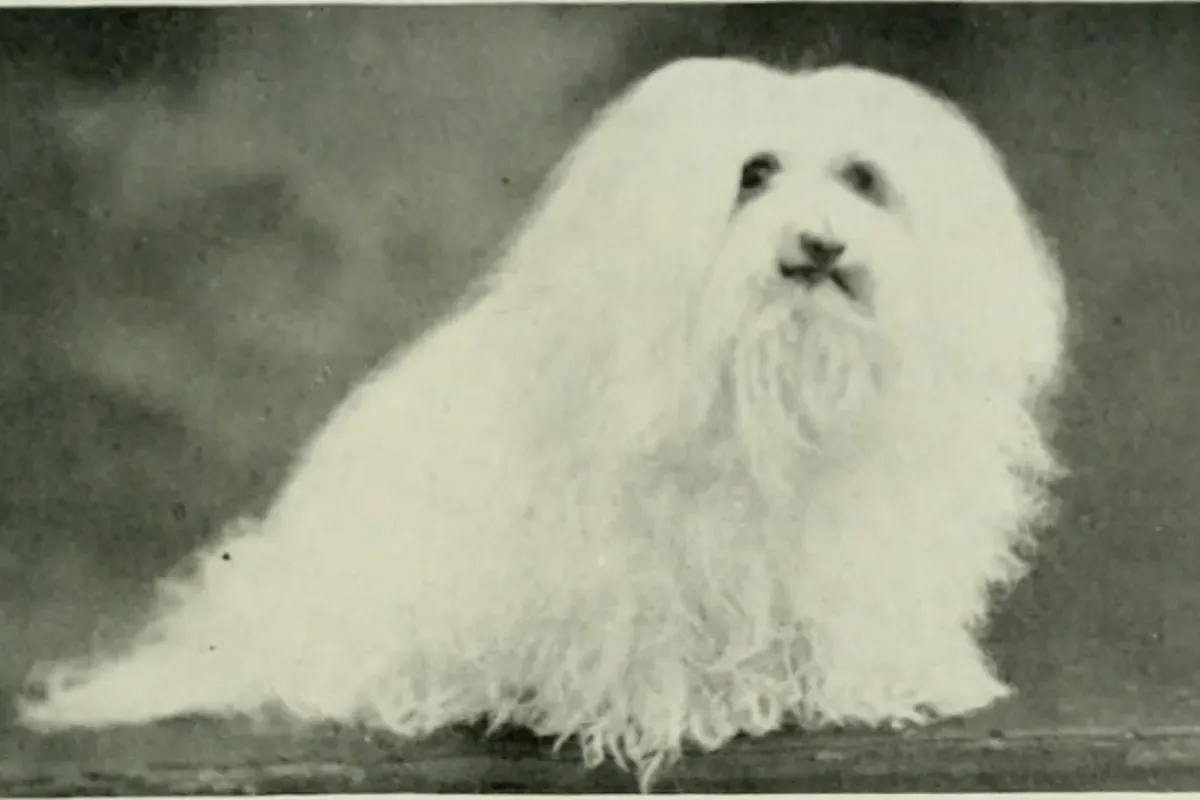 Maltese history, Ch. Snowflake of Esperance, a show dog with a long white coat, 1922