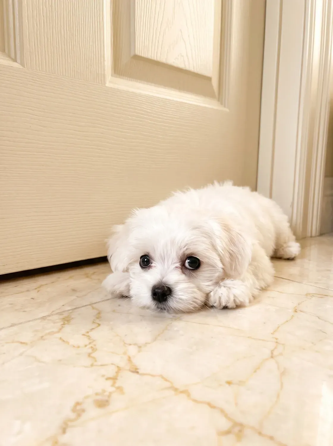 Maltese, a young white dog lying chin down by a closed door on a marble floor