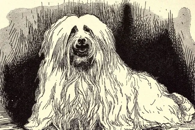 Maltipoo history, a drawing of Ch. Pixie, a long-coated Maltese, lying down, from All About Dogs, 1900