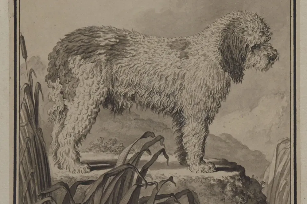 Maltipoo history, Le Grand Barbet, a curly-coated water dog among reeds, drawing by Jacques de Sève, 1755
