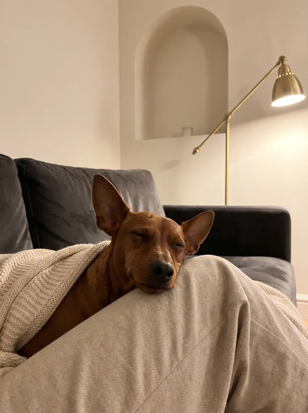 Miniature Pinscher, a clear red adult asleep with their chin on a knee on a velvet sofa, a brass lamp behind
