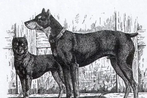 Miniature Pinscher history, a German Pinscher and a Zwergpinscher by a stable wall, drawn by Jean Bungartz, Germany, 1884