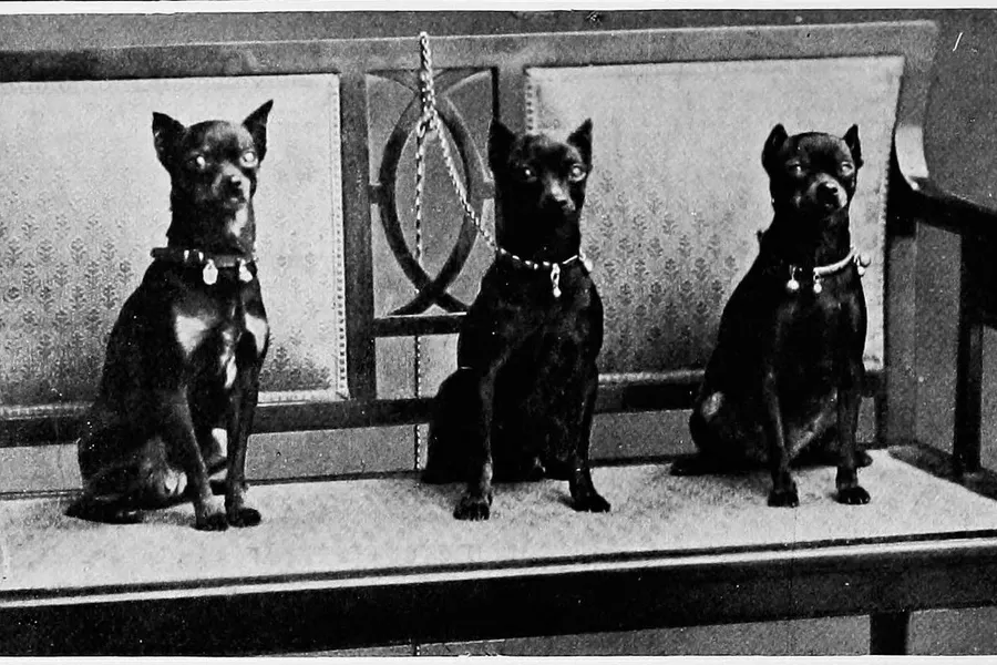 Miniature Pinscher history, three small smooth-coated pinschers sitting on a bench, Britain, 1907