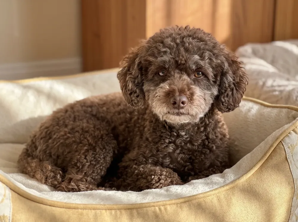 Miniature Poodle, an older brown dog with a greying muzzle resting on a cushioned bed
