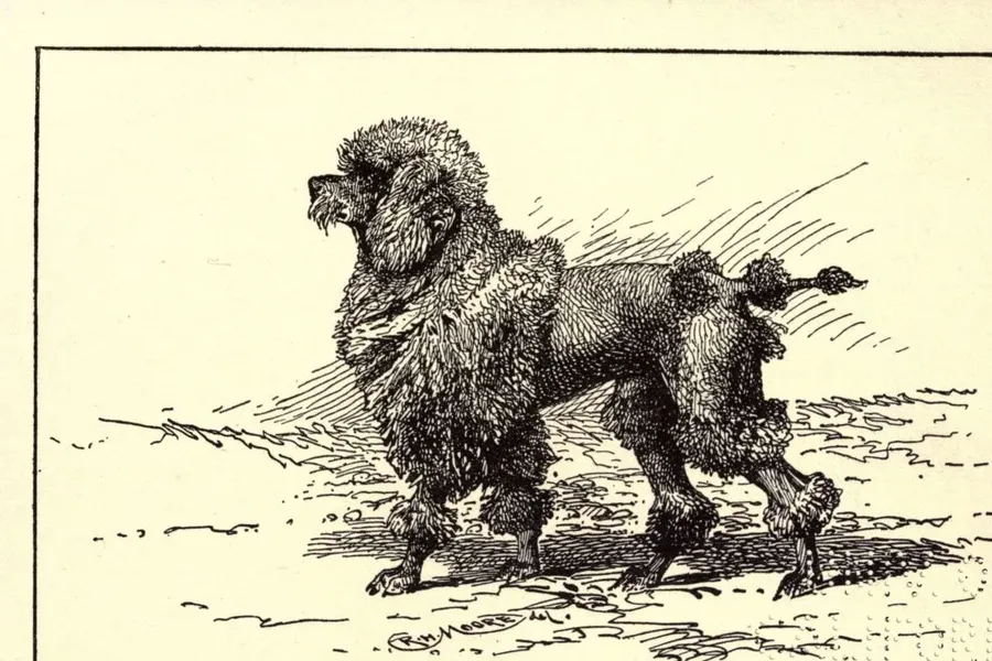 Miniature Poodle history, an illustration of a curly dog in a working clip, 1900