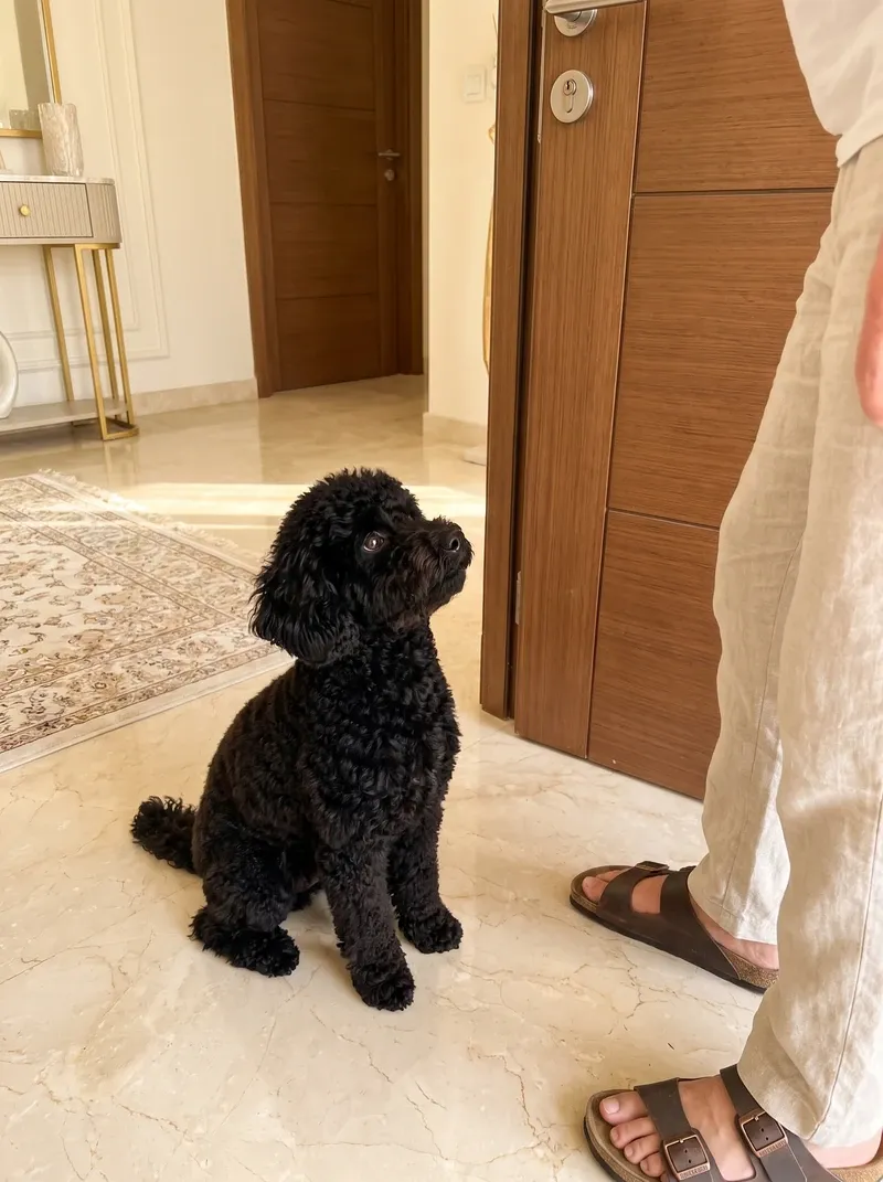 Miniature Poodle, a black adult sitting by the front door, looking up at a pet parent coming in