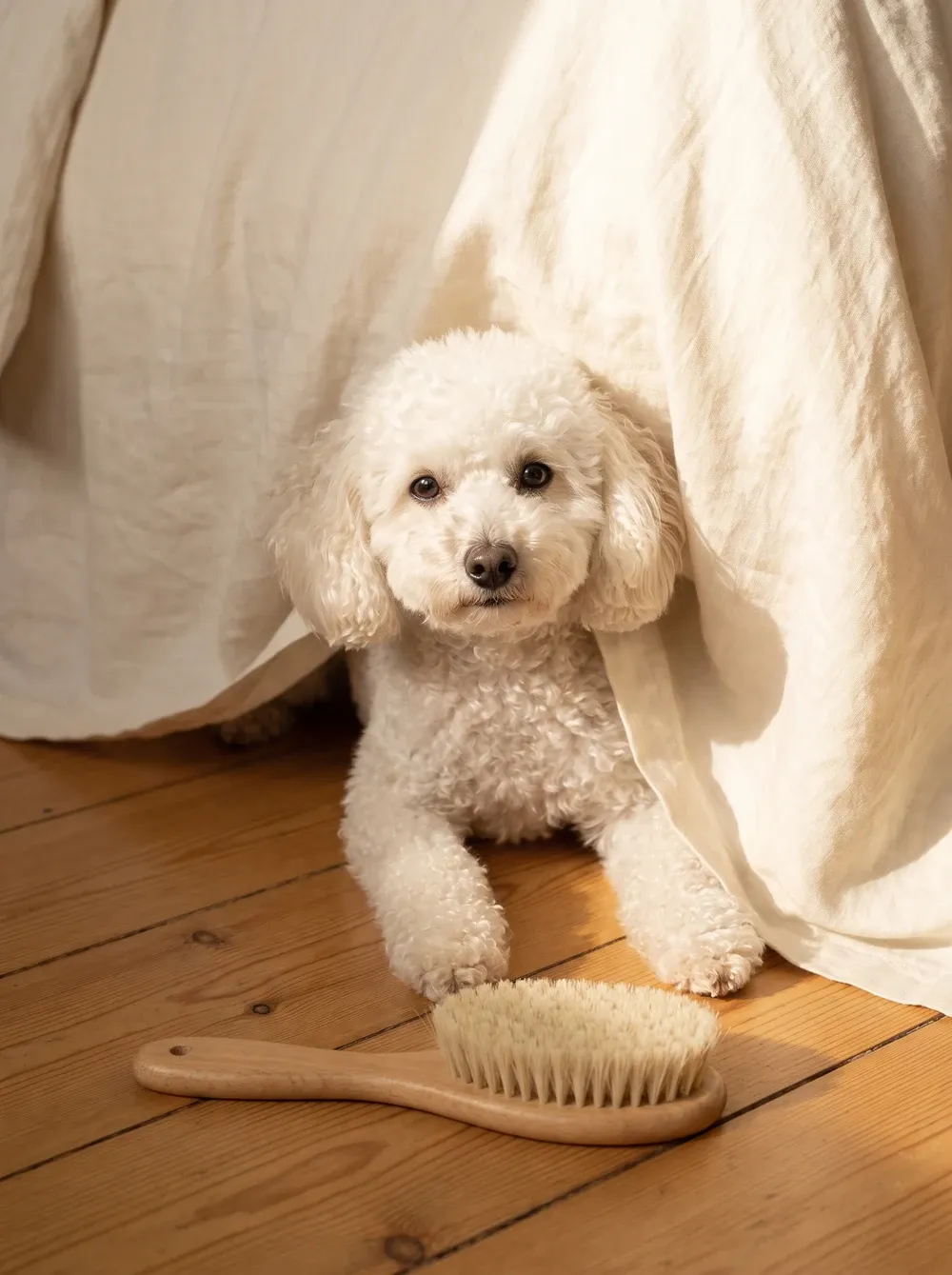 Miniature Poodle, a white adult peering out from under a bed, a grooming brush on the floor nearby