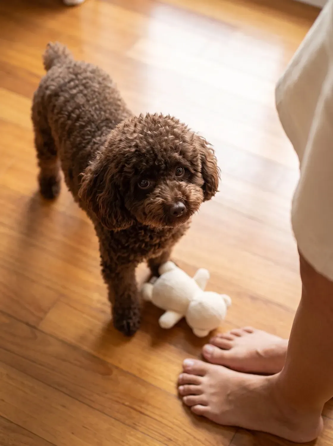 Miniature Poodle, a brown adult beside a small soft toy at a pet parent's feet on a wooden floor