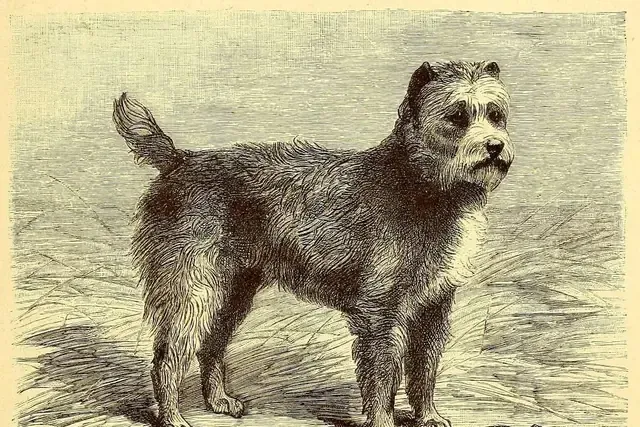 Miniature Schnauzer history, a wire-haired pinscher, the farm ratter they came from, in an engraving, Germany, 1895