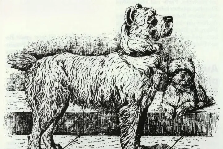 Miniature Schnauzer history, a wire-haired pinscher with a small wire-haired dwarf pinscher lying beside it, Germany, 1888