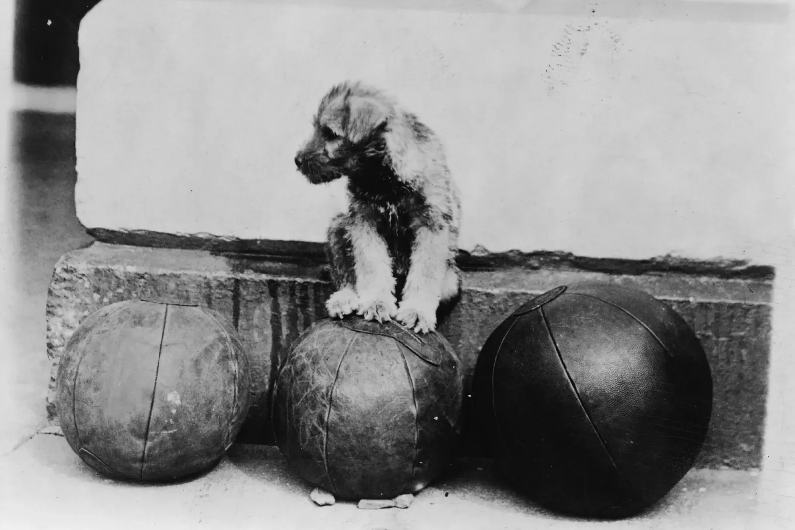 Miniature Schnauzer history, a Schnauzer puppy with front paws on a medicine ball by a stone step, Washington, 1929