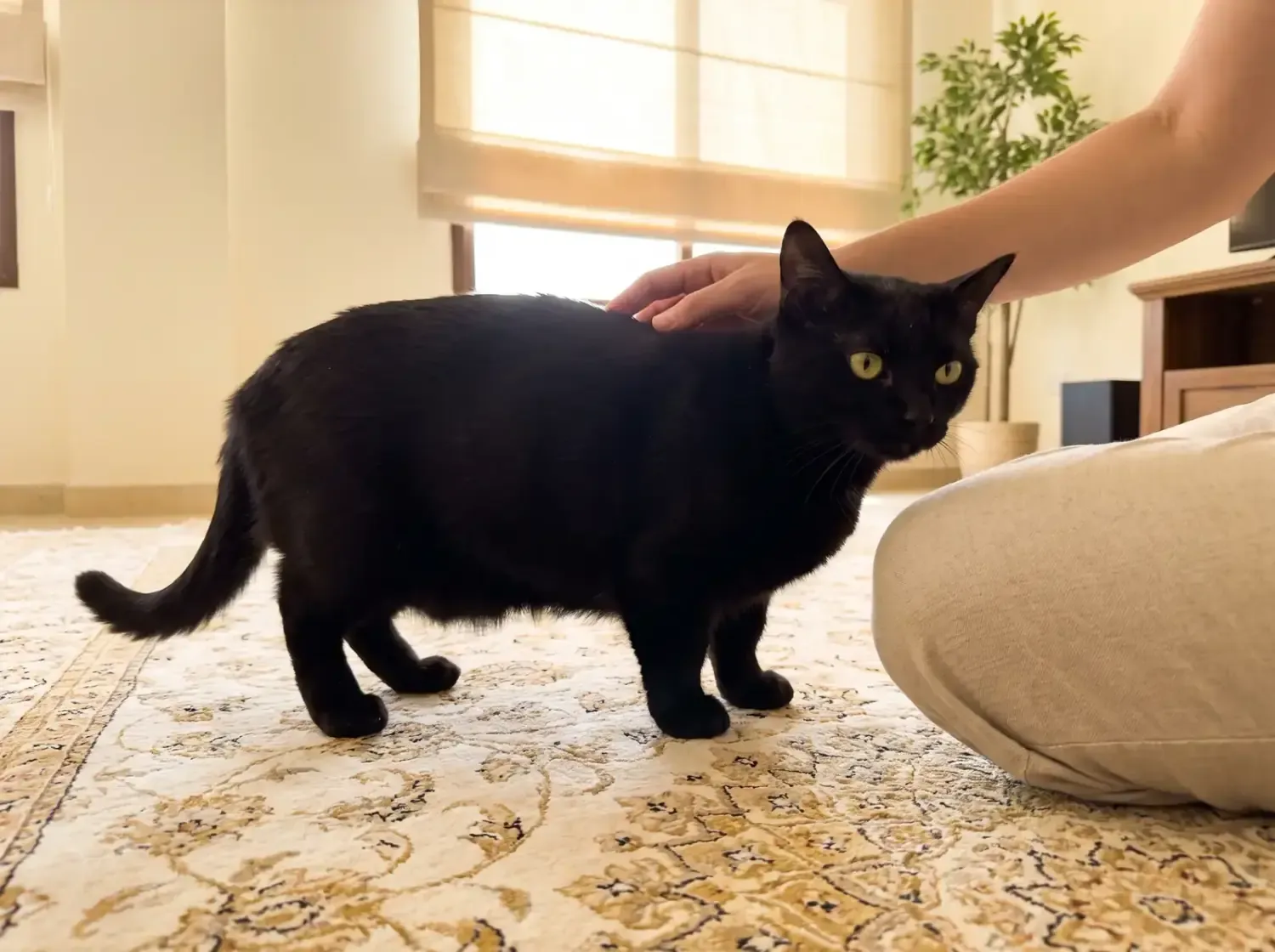 Munchkin, a black adult on a patterned rug, a pet parent sitting beside them stroking their back