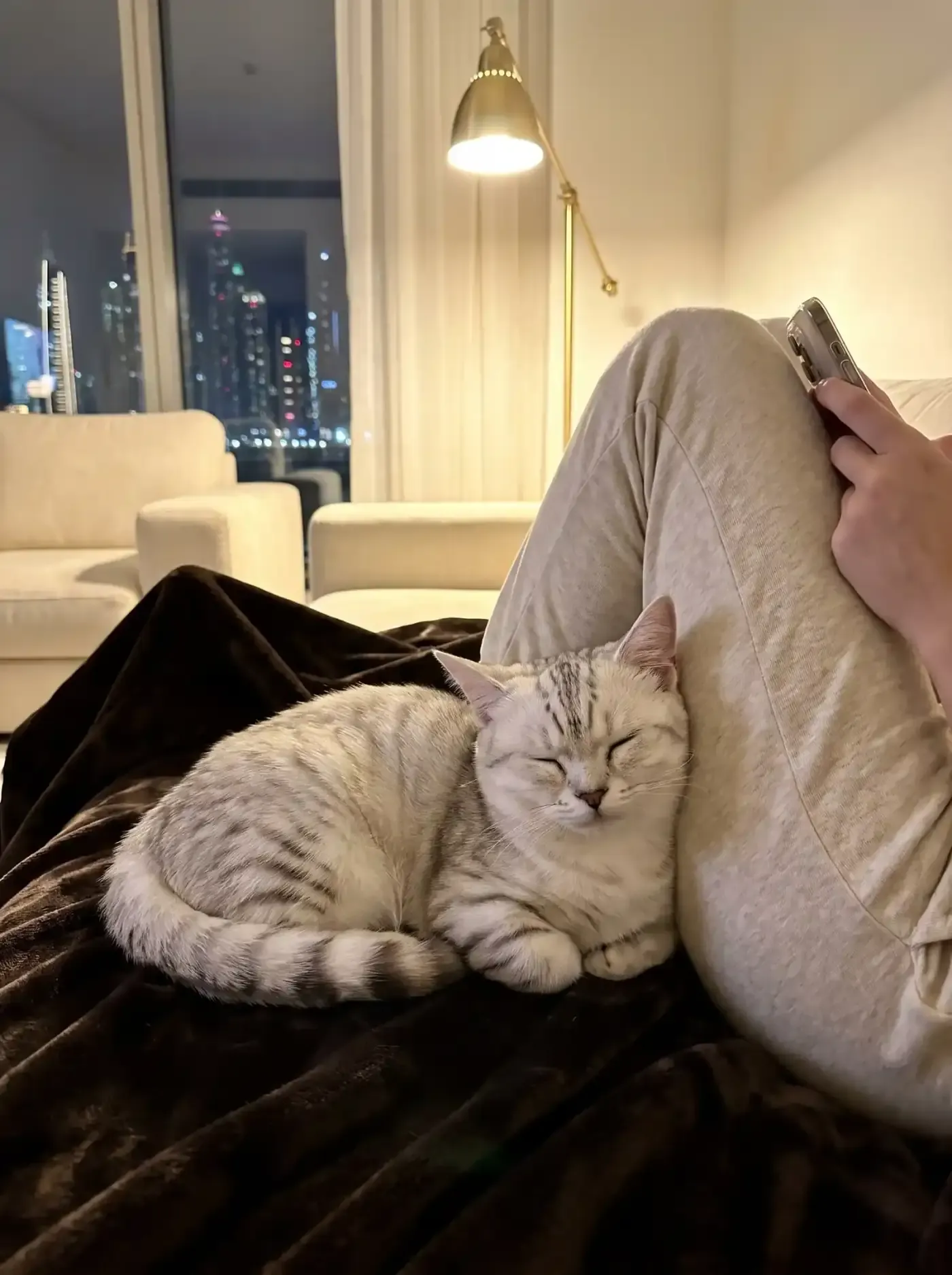 Munchkin in Dubai, a silver tabby cat asleep against a pet parent's knee at night, the skyline lit up behind