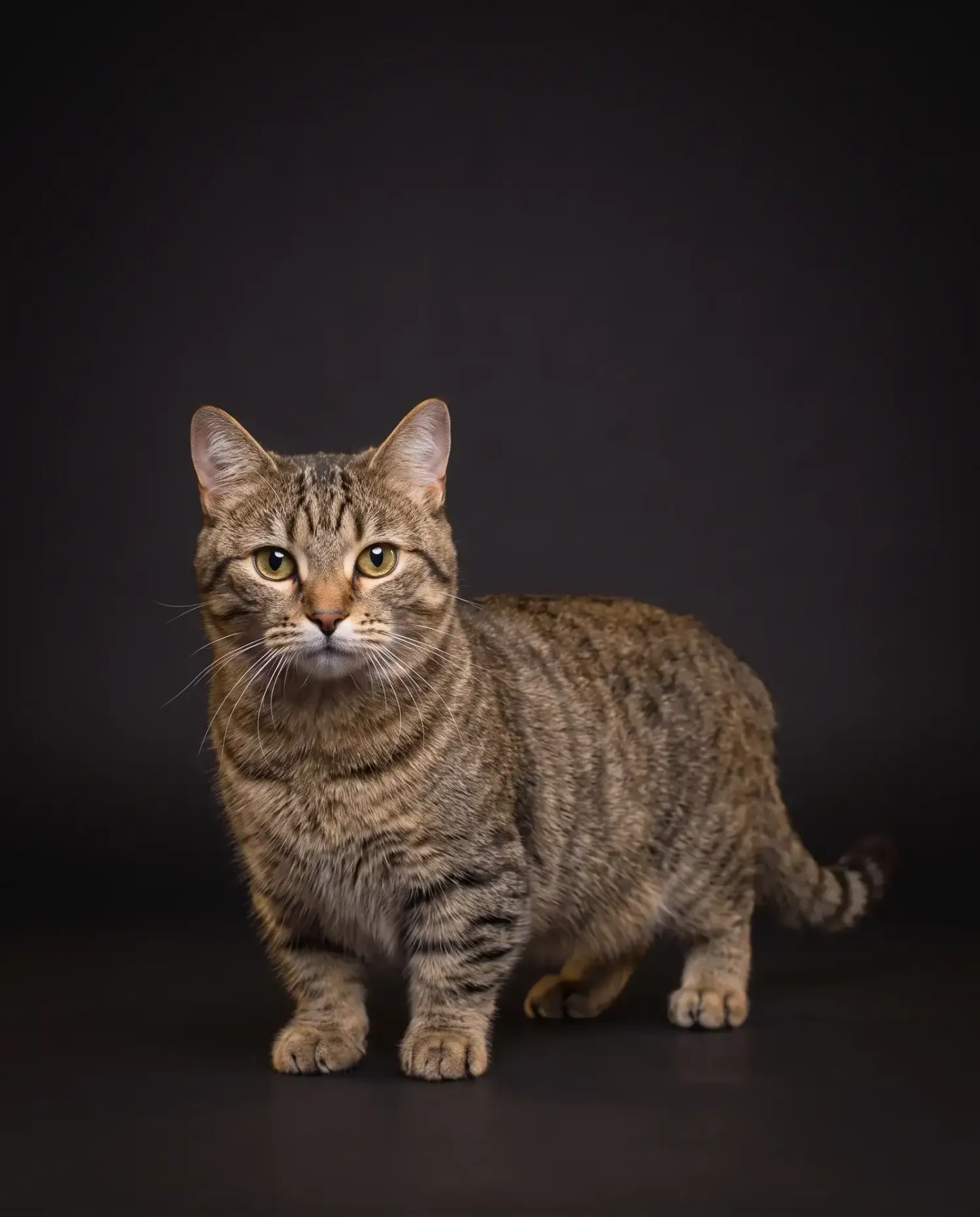 Munchkin in Dubai, studio portrait of a calm brown tabby adult standing on short legs
