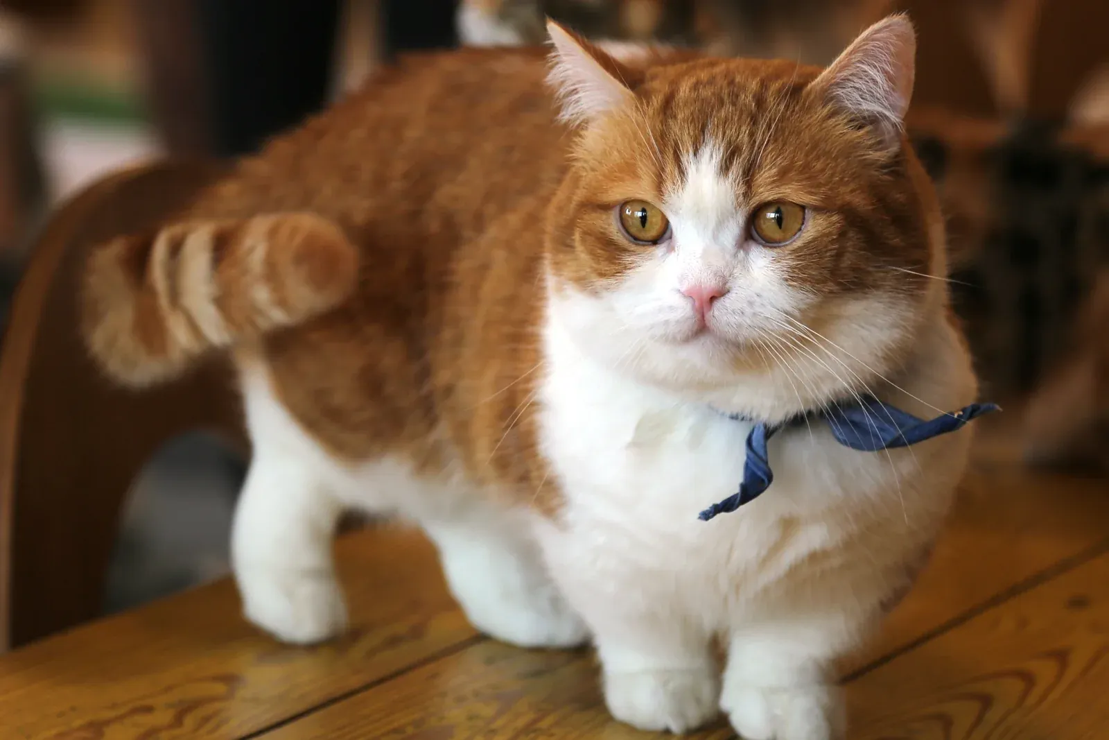 Munchkin history, a ginger and white Munchkin standing on short legs on a wooden table, 2016