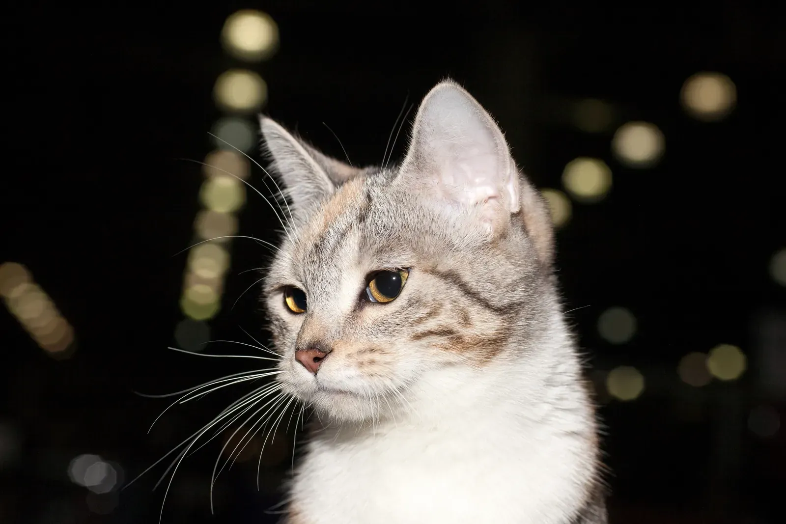 Munchkin history, a silver tortoiseshell Munchkin at a cat show, 2013