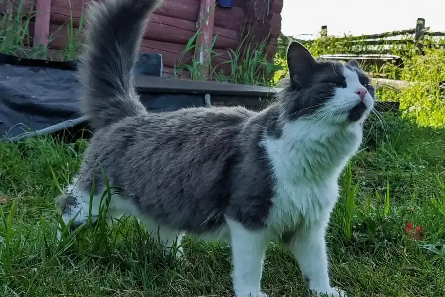 Munchkin history, a blue and white Munchkin stretching on short legs in a grassy garden, 2023