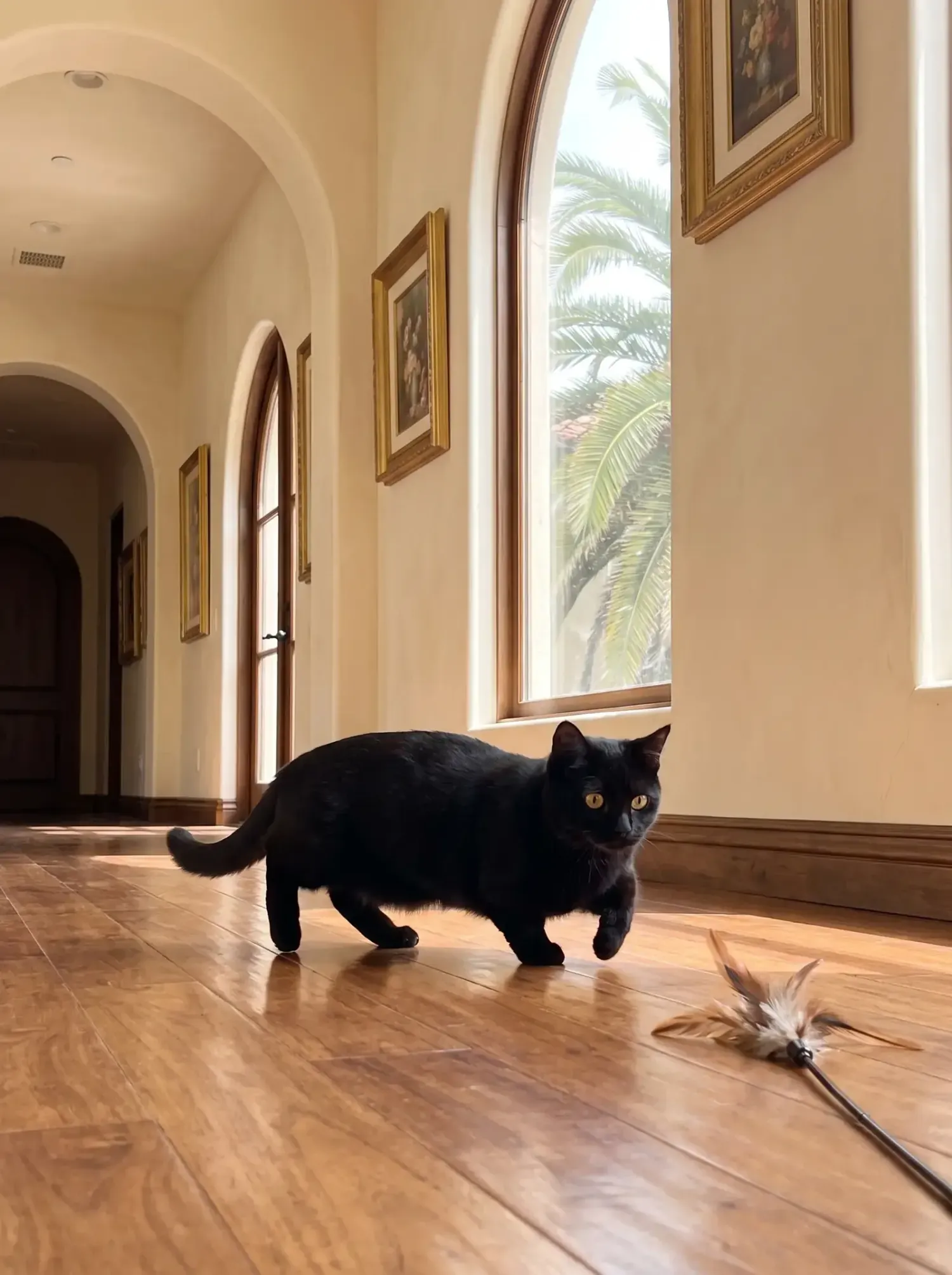 Munchkin in Dubai, a black adult running low along a villa hallway after a feather toy, palms outside