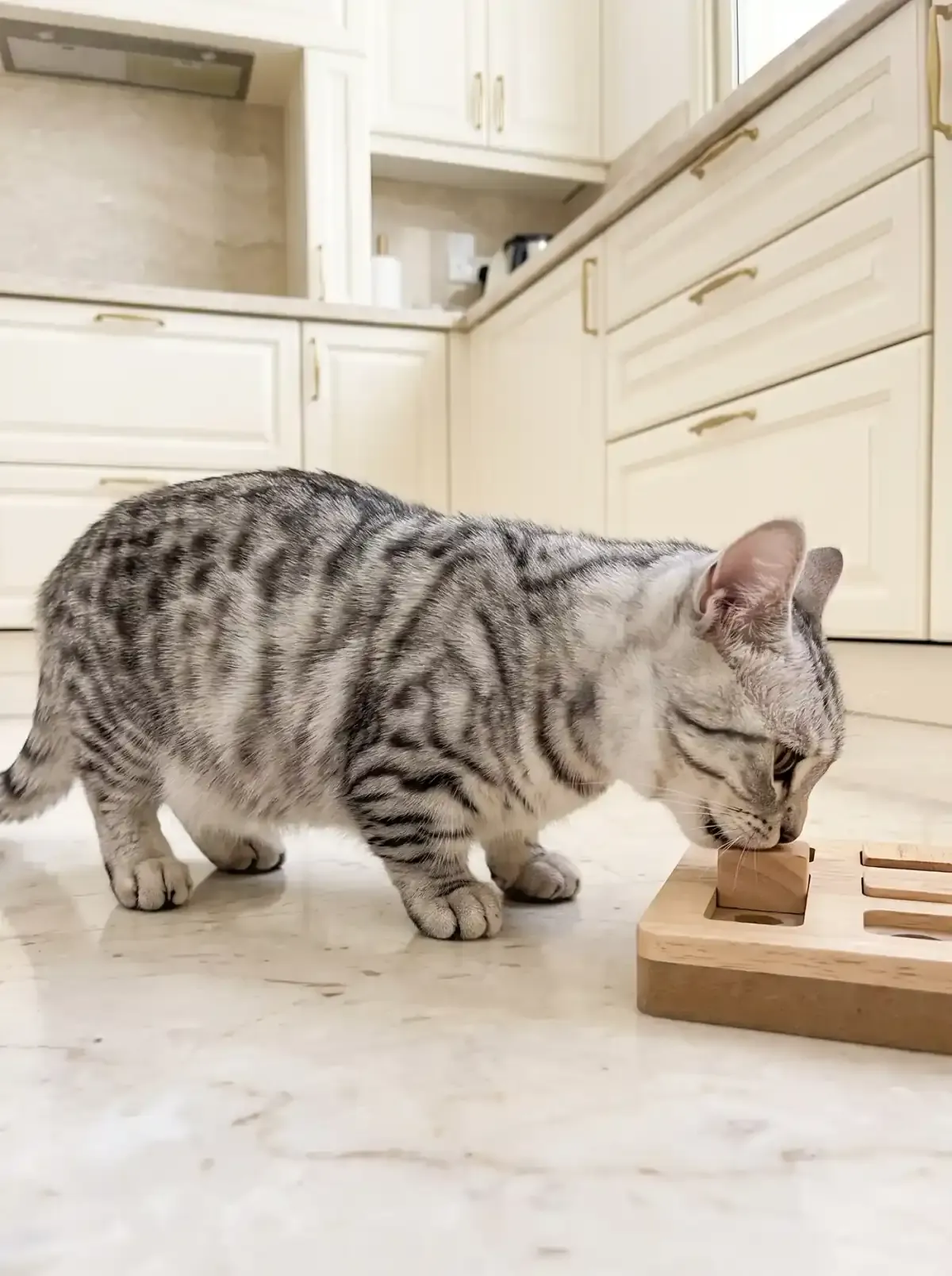 Munchkin, a silver tabby adult nosing a wooden puzzle feeder on a marble kitchen floor