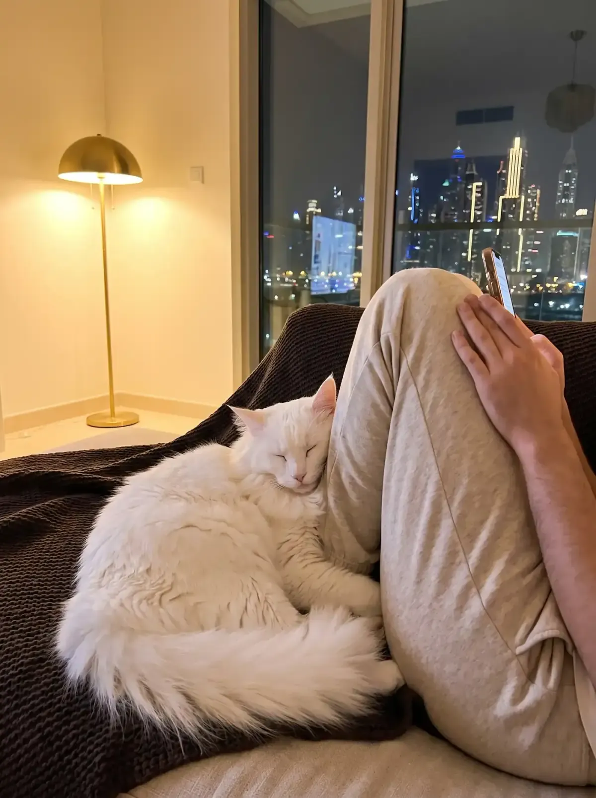 Norwegian Forest Cat in Dubai, a white cat asleep on a dark throw at night, the skyline lit up behind