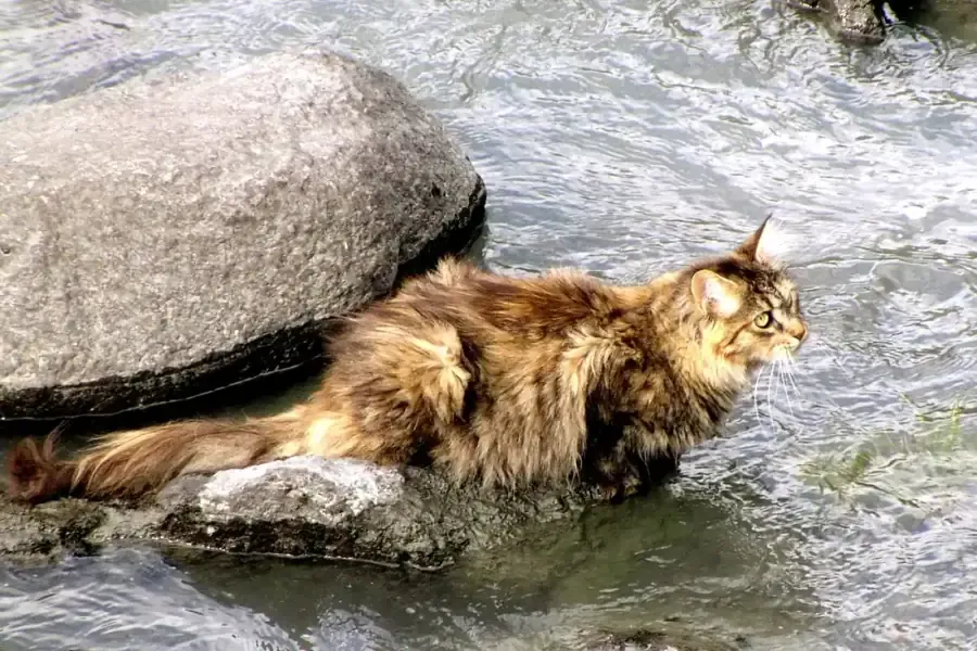 Norwegian Forest Cat history, a black tortoiseshell cat on the rocks of a river, Lom, Norway, 2006
