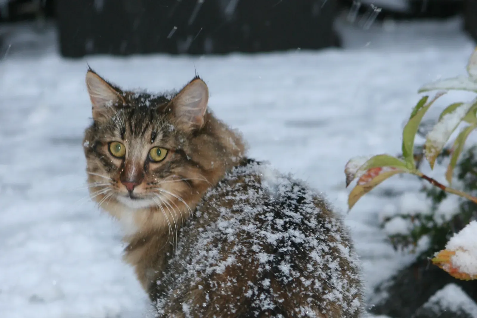 Norwegian Forest Cat history, a brown tabby cat in the snow, looking back over its shoulder, 2008