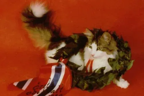Norwegian Forest Cat history, champion Timotei, black tabby and white, in a winner's wreath
