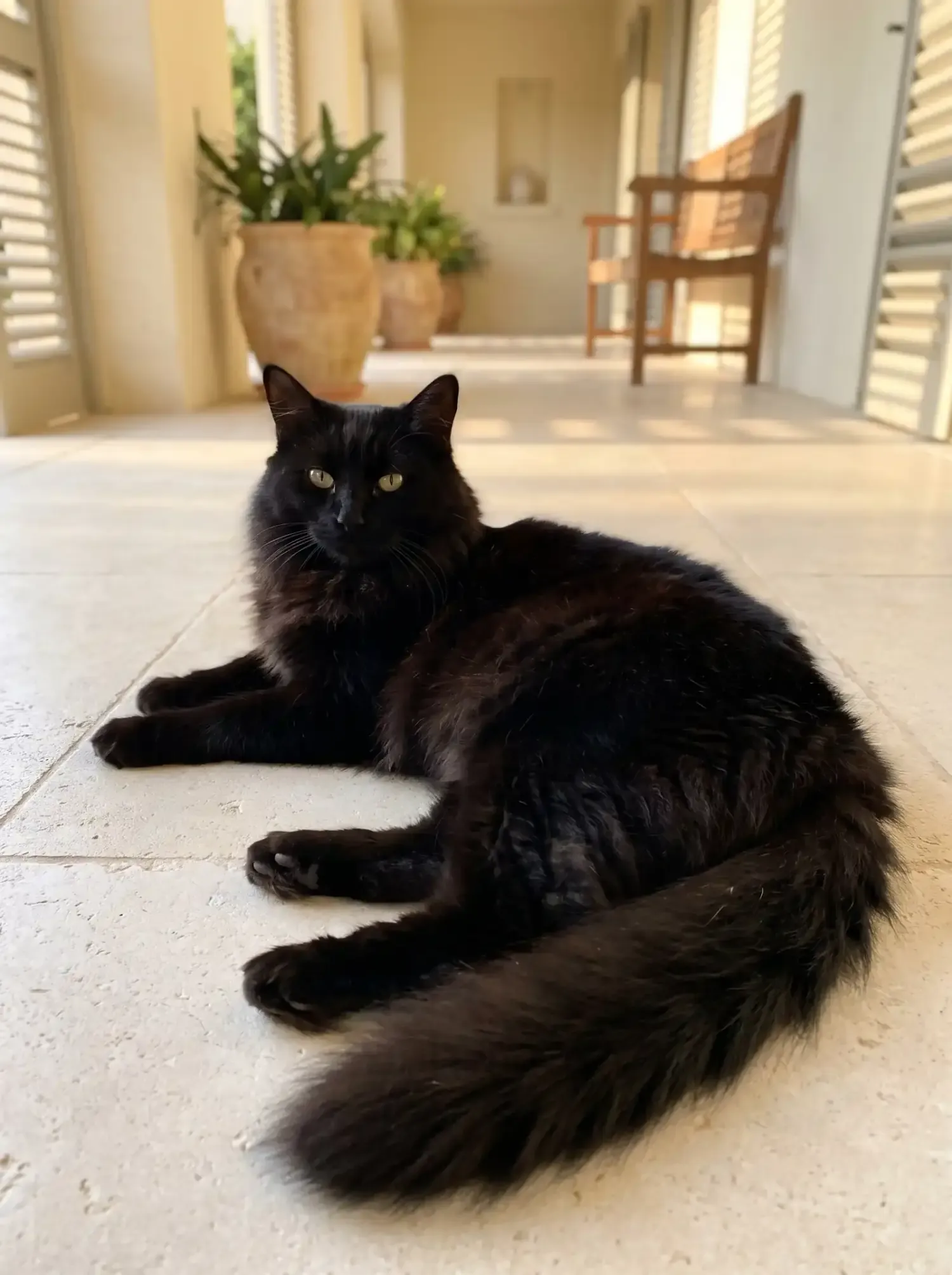 Norwegian Forest Cat, a black adult stretched out on cool stone tiles in a shaded villa hallway