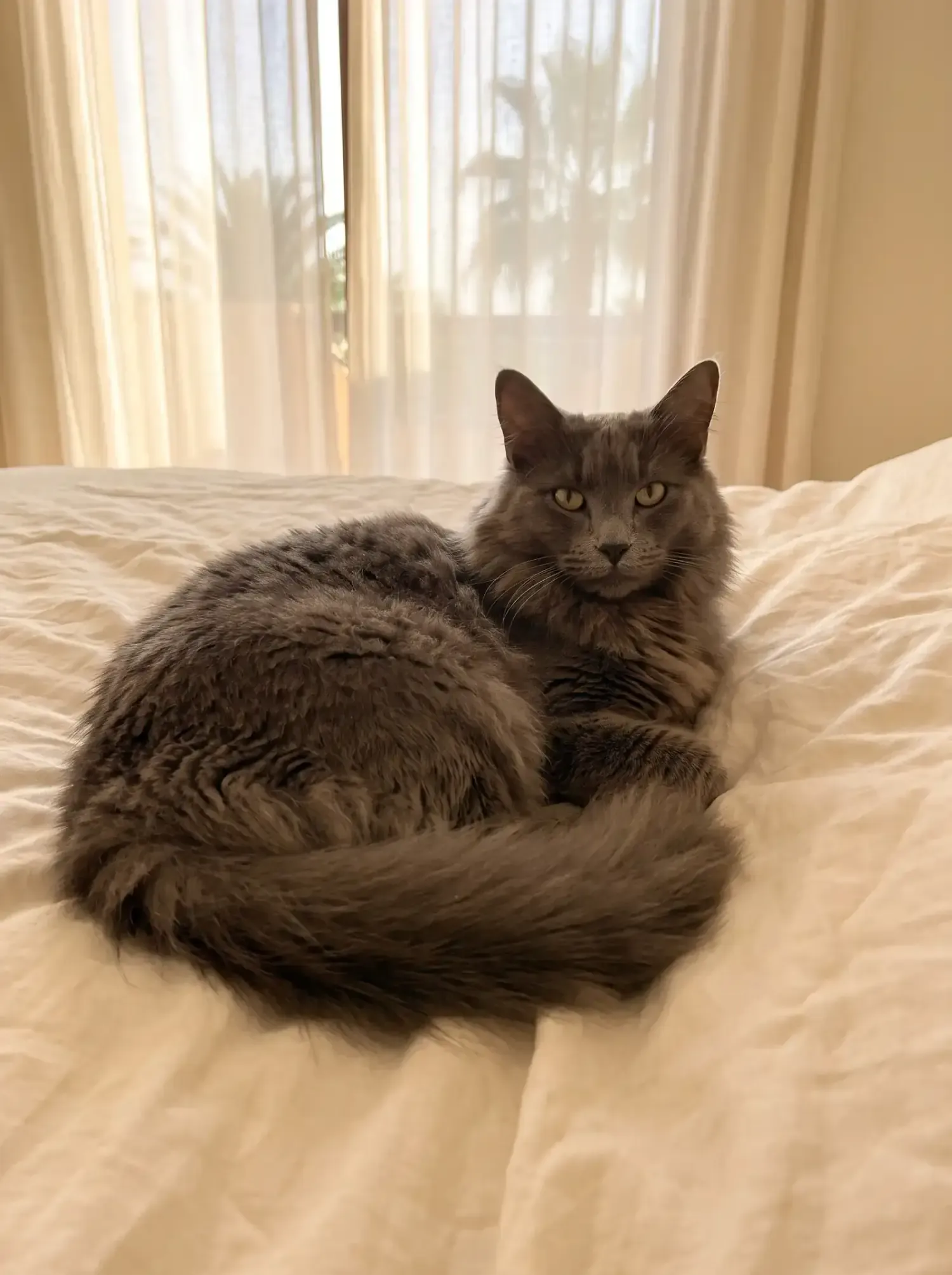 Norwegian Forest Cat in Dubai, a blue adult resting on a cream linen bed, palms behind sheer curtains