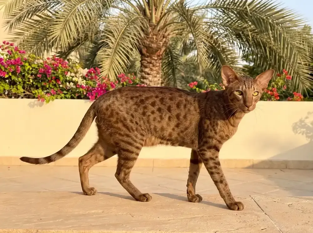 Oriental Shorthair in Dubai, a brown spotted tabby walking on a stone terrace, bougainvillea and a date palm behind