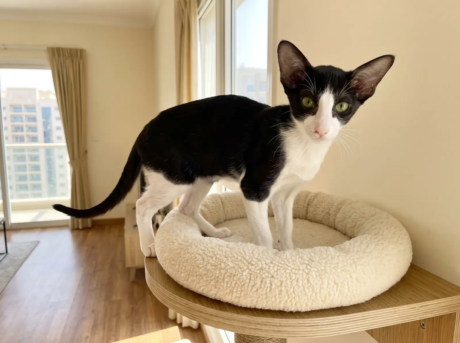 Oriental Shorthair in Dubai, a black and white kitten stepping into a fleece bed on a high shelf, flats outside