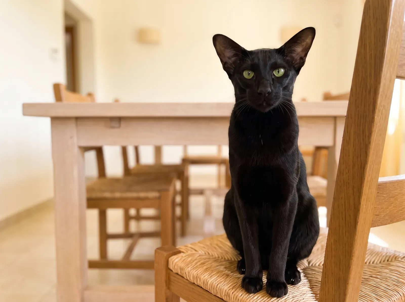 Oriental Shorthair, a black adult sitting on a dining chair, ears up, looking into the camera