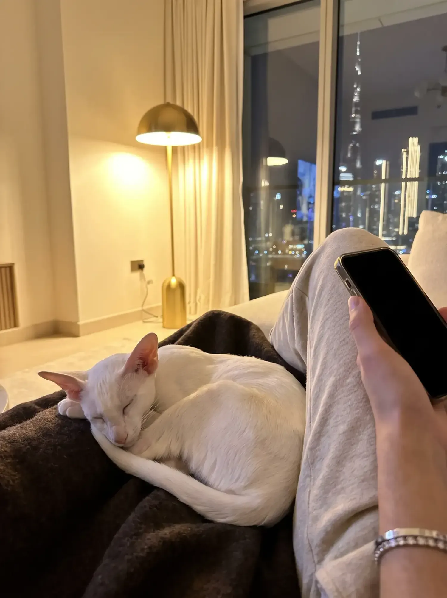 Oriental Shorthair in Dubai, a white cat asleep on a dark throw at night, the skyline lit up behind