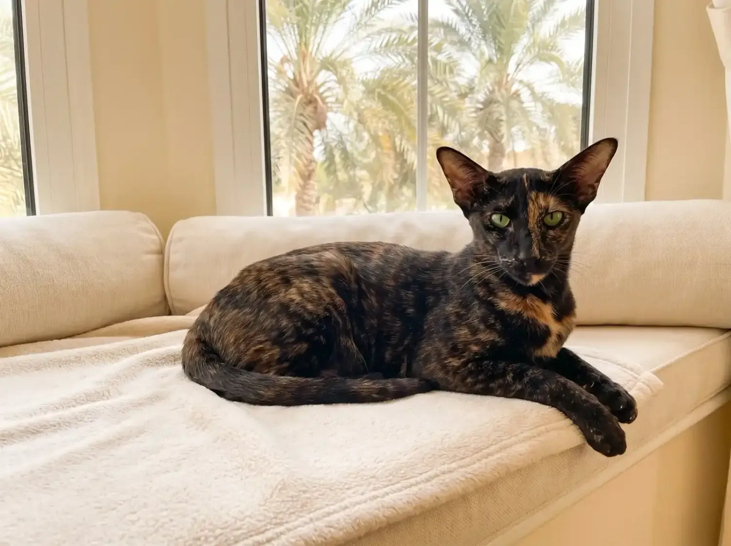 Oriental Shorthair in Dubai, an older tortoiseshell cat resting on a fleece window seat, date palms outside