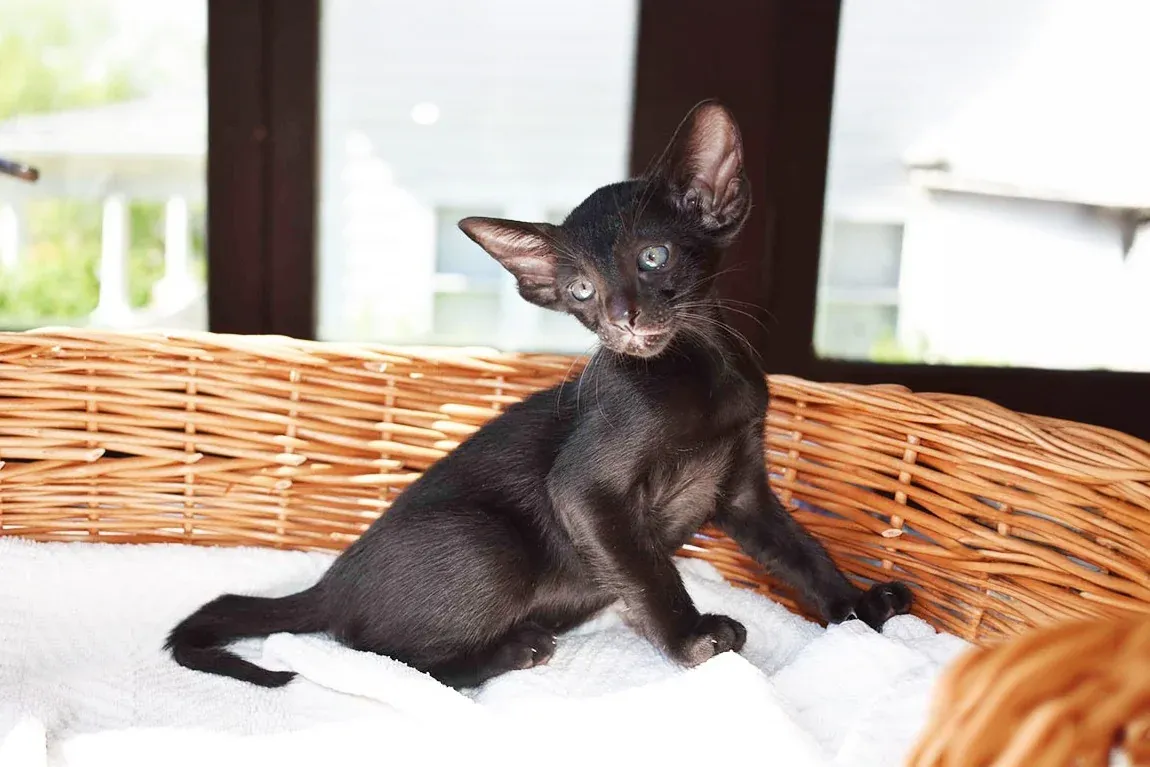 Oriental Shorthair history, a chocolate brown Havana kitten in a wicker basket, 2020