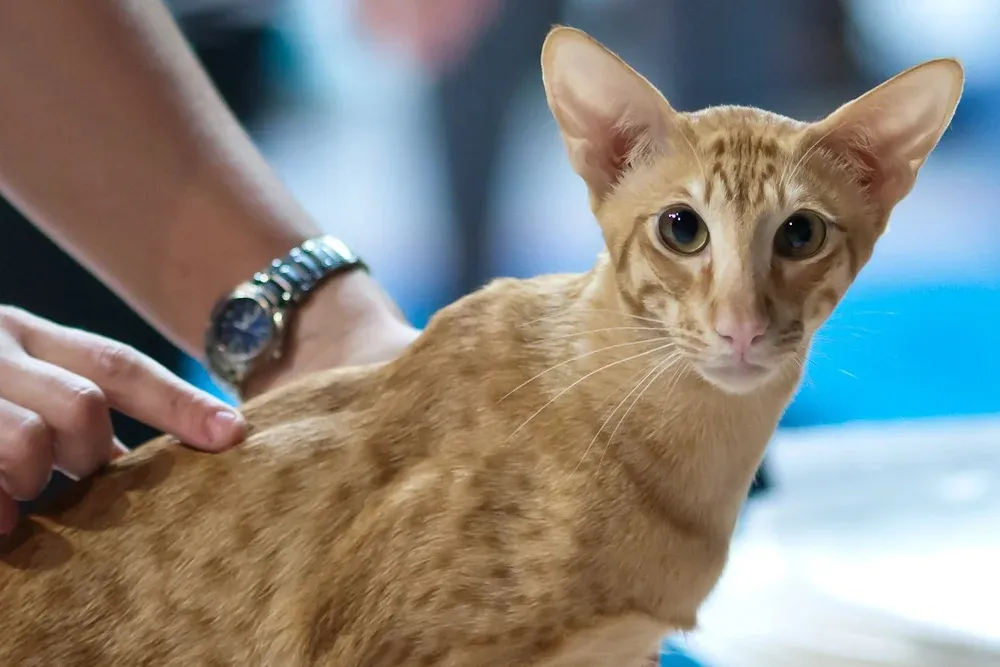 Oriental Shorthair history, a red spotted tabby at a cat show, Espoo, Finland, 2011