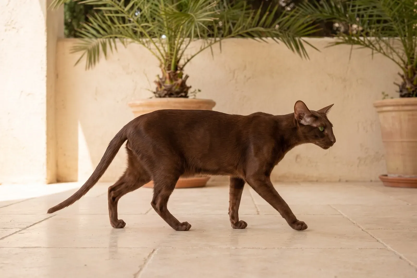Oriental Shorthair history, the breed today, a Havana brown adult on a shaded villa terrace, Dubai, 2026