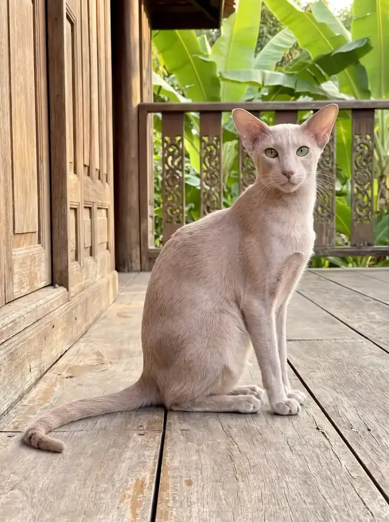 Oriental Shorthair, a lilac adult sitting on the veranda of an old teak house, banana leaves behind