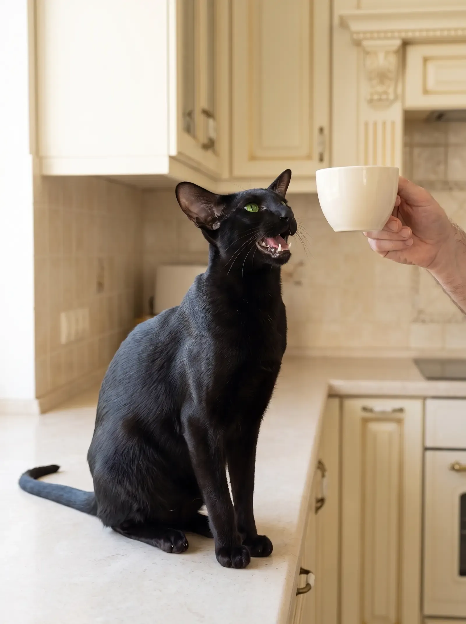 Oriental Shorthair, a black adult meowing up from a kitchen counter at a hand holding a coffee cup
