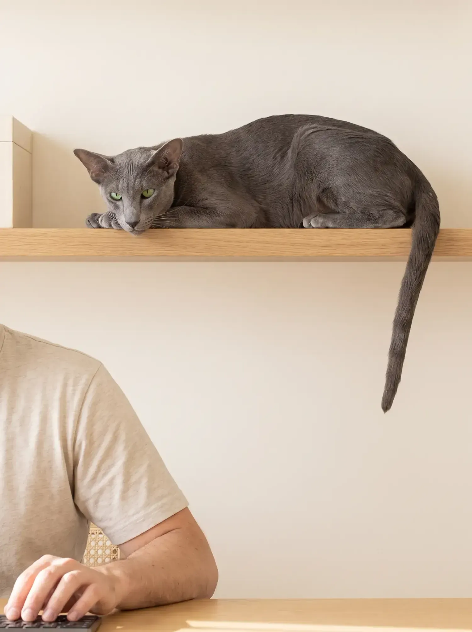 Oriental Shorthair, a blue adult lying on a high shelf above someone working at a desk
