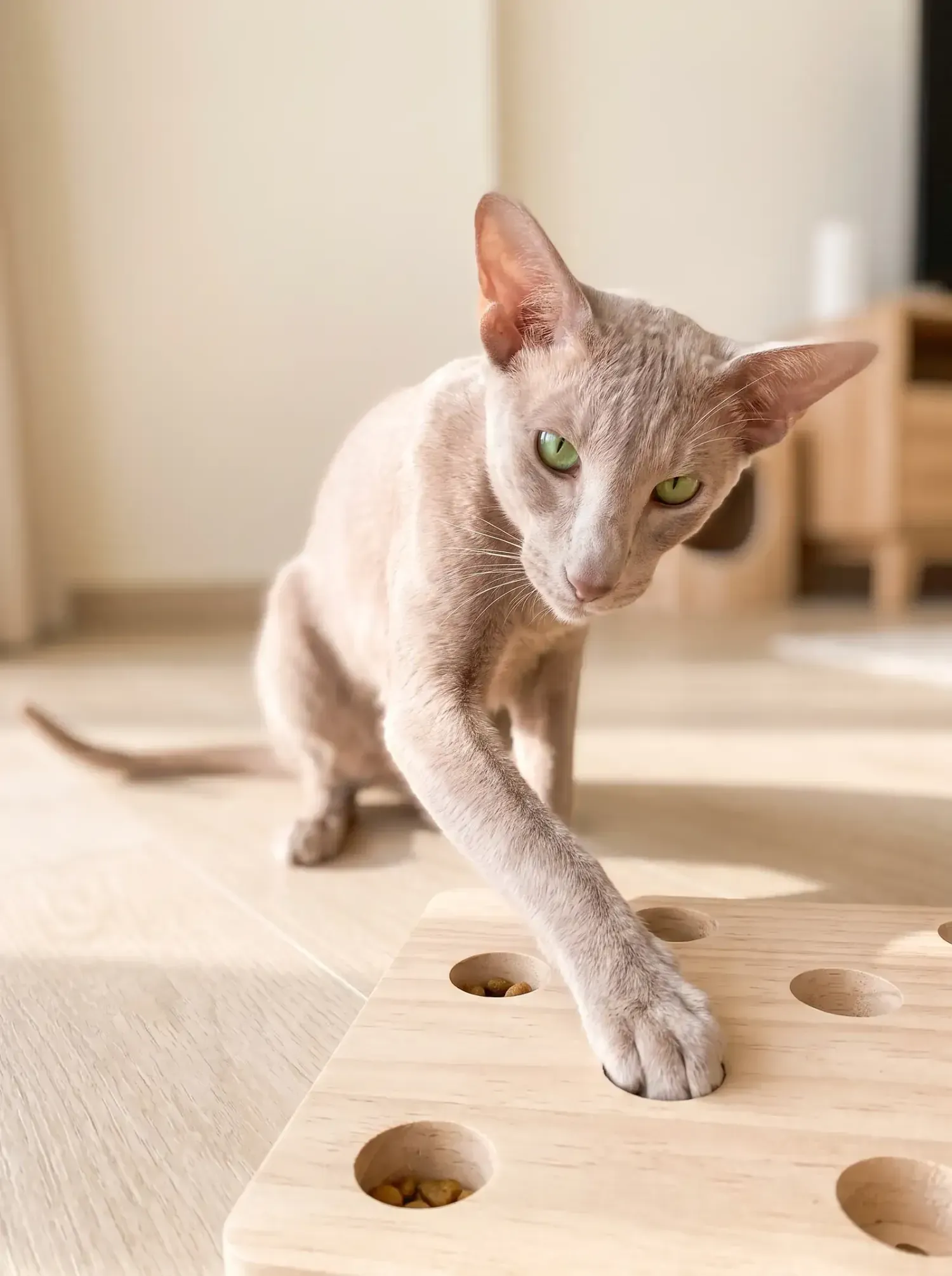 Oriental Shorthair, a lilac adult hooking a treat out of a timber puzzle feeder on the floor