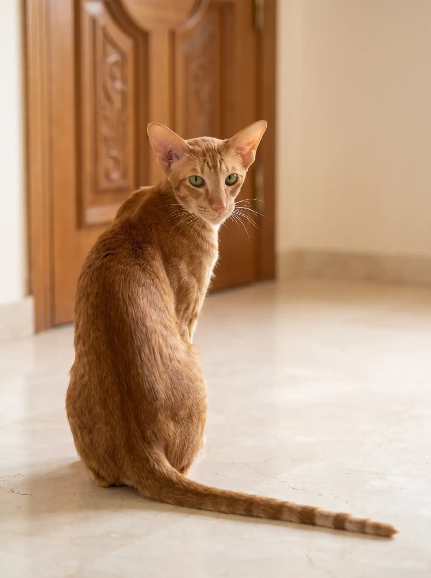 Oriental Shorthair, a red adult sitting by a carved front door in a marble hallway, looking back