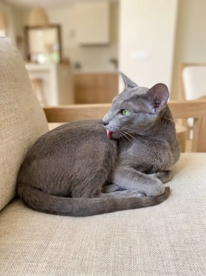 Oriental Shorthair, a blue adult lying on a linen sofa, licking the fur on its shoulder