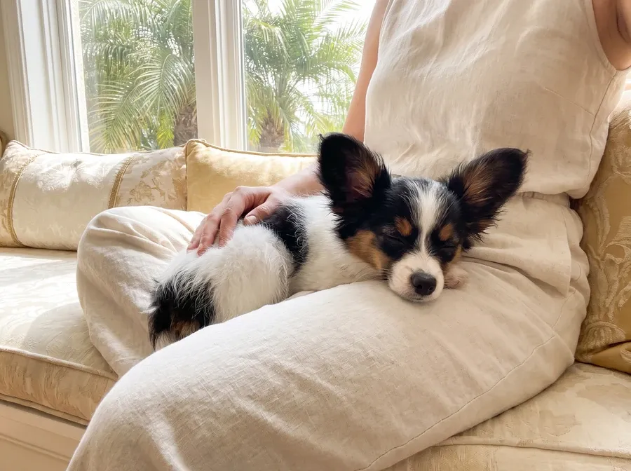 Papillon in Dubai, a tricolour puppy asleep in a pet parent's lap on a window seat, palms beyond