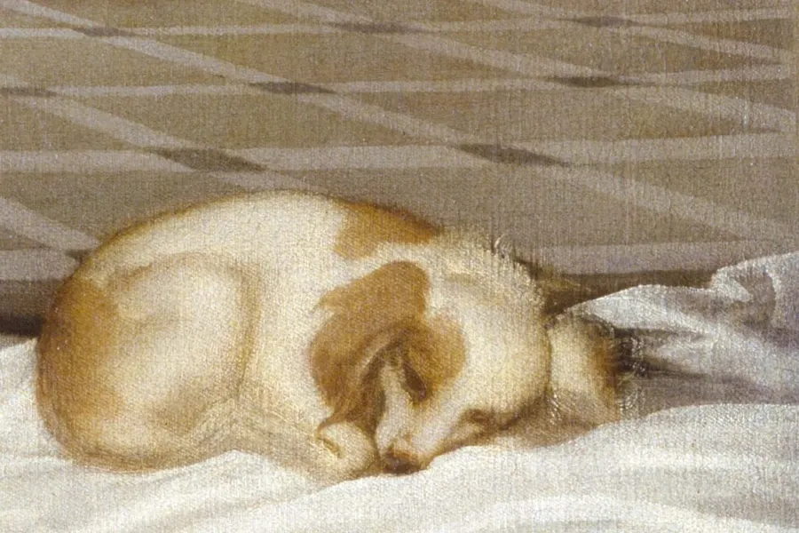 Papillon history, a small red and white spaniel asleep on a bed, painted by Titian, Venice, 1538