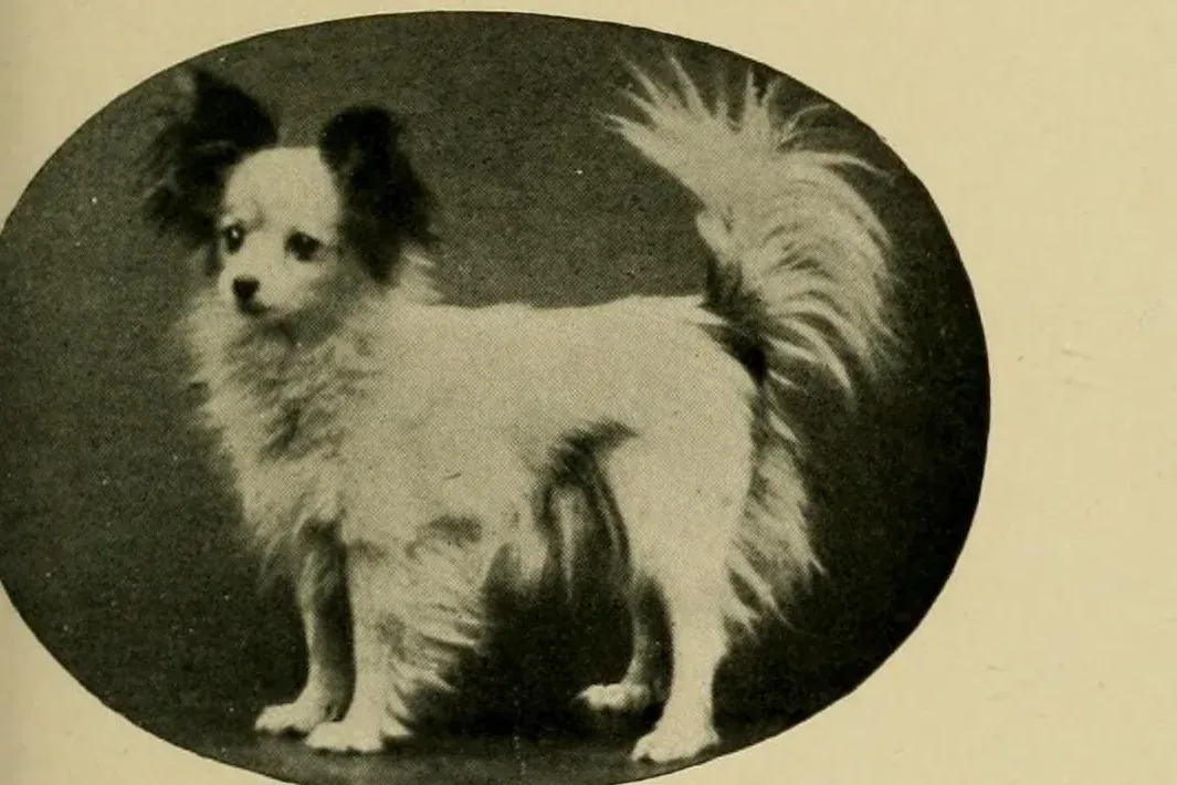 Papillon history, Cybille, an upright eared dog, from a dog book, London, 1911