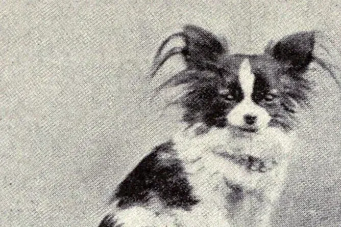 Papillon history, a black and white dog with fringed upright ears, sitting, from a dog book, 1915