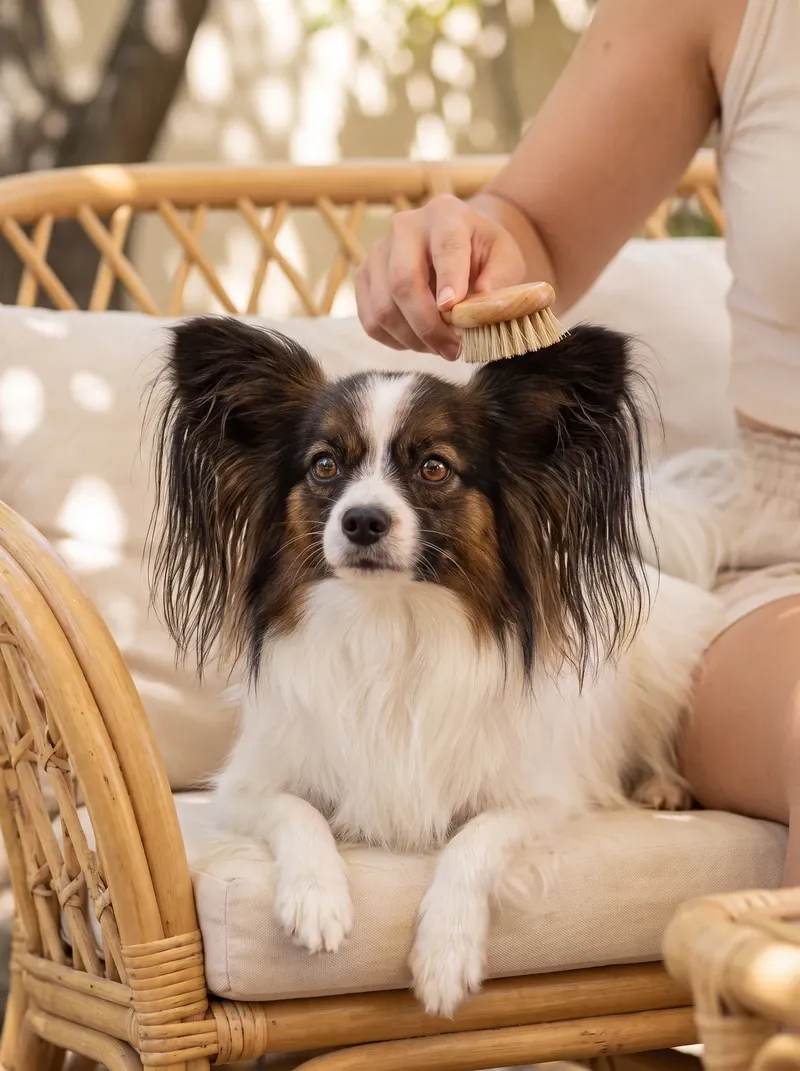 Papillon, a sable and white adult on a rattan bench while a pet parent brushes the top of its head